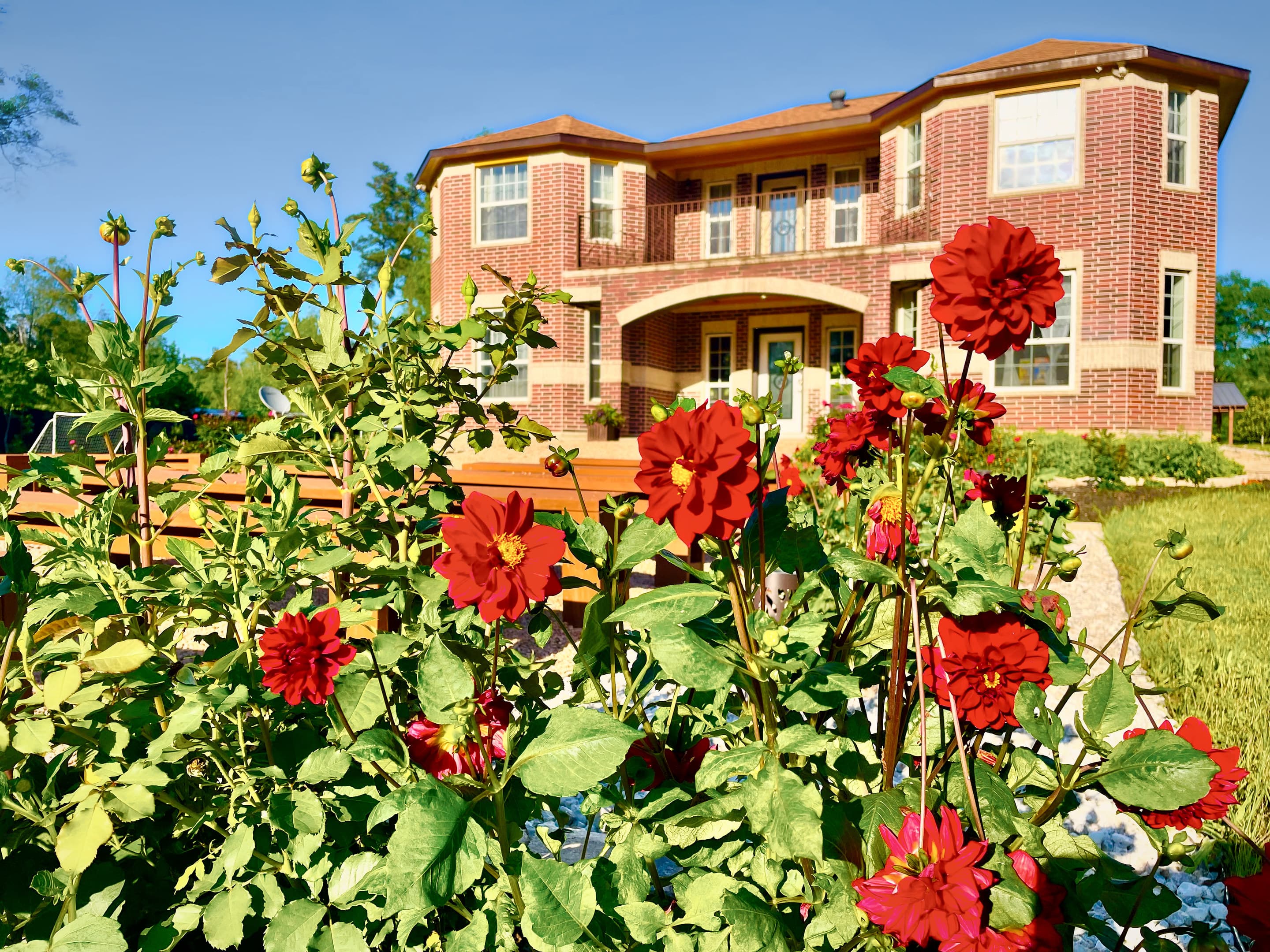 Red dahlias in bloom in front of the manor house