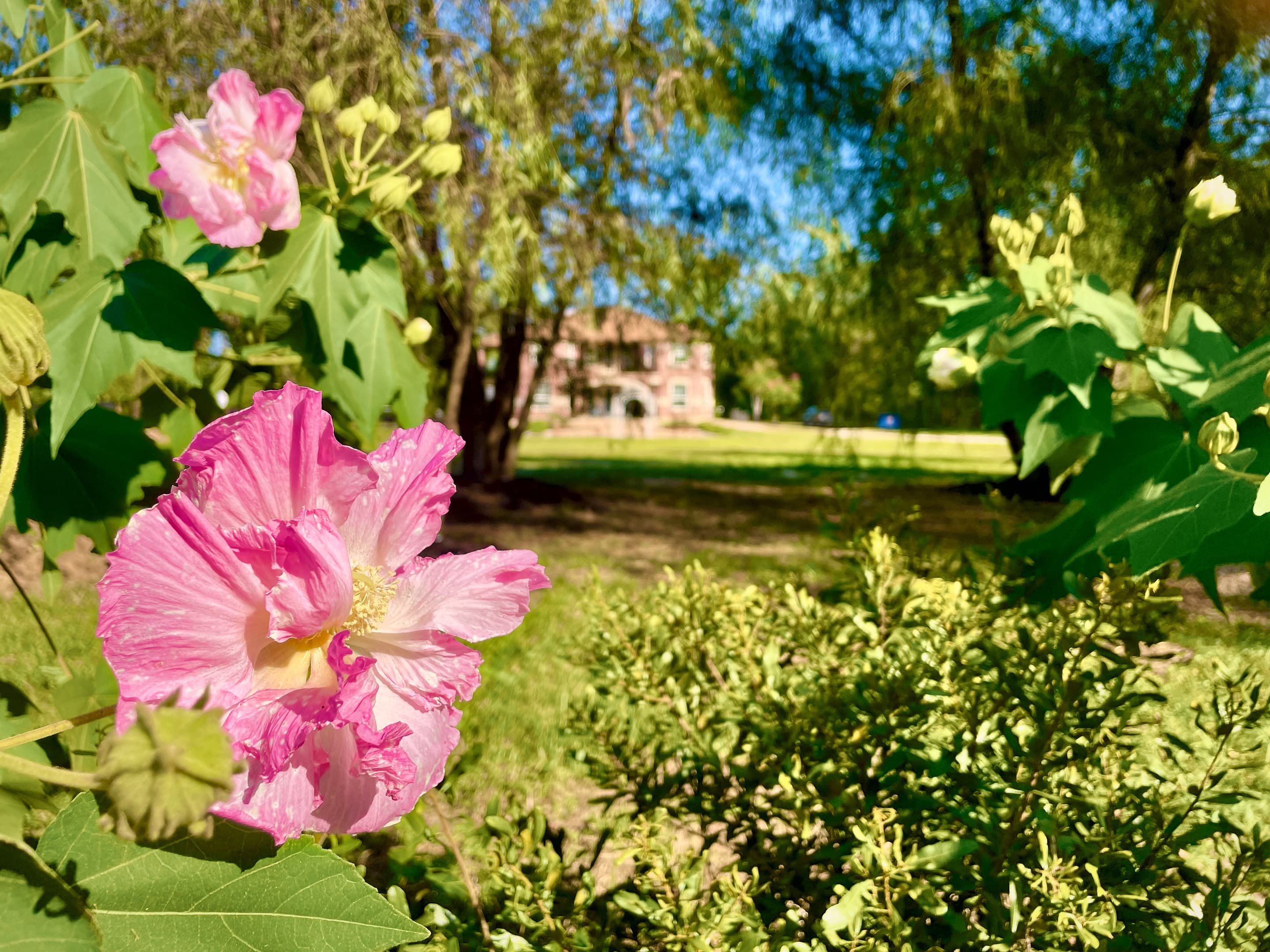 A pink hibiscus flower in the estate gardens, willows beyond