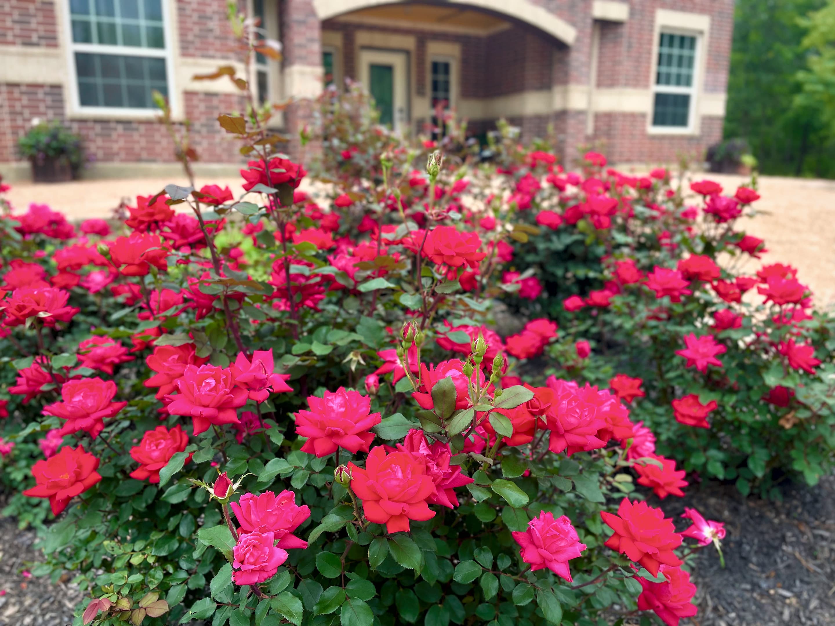 Beds of deep pink roses along the manor's front walk