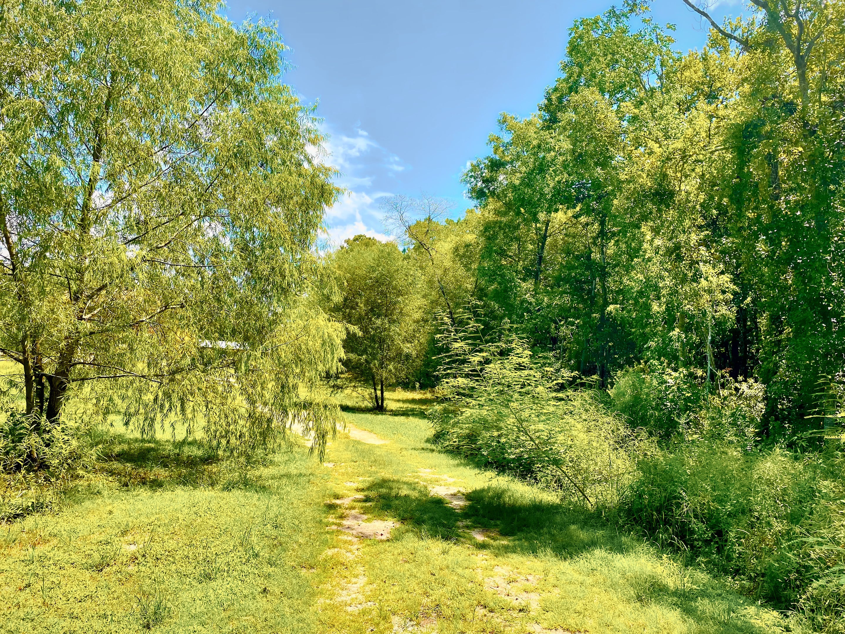 A mown path leading into the willows and woodland at the edge of the estate
