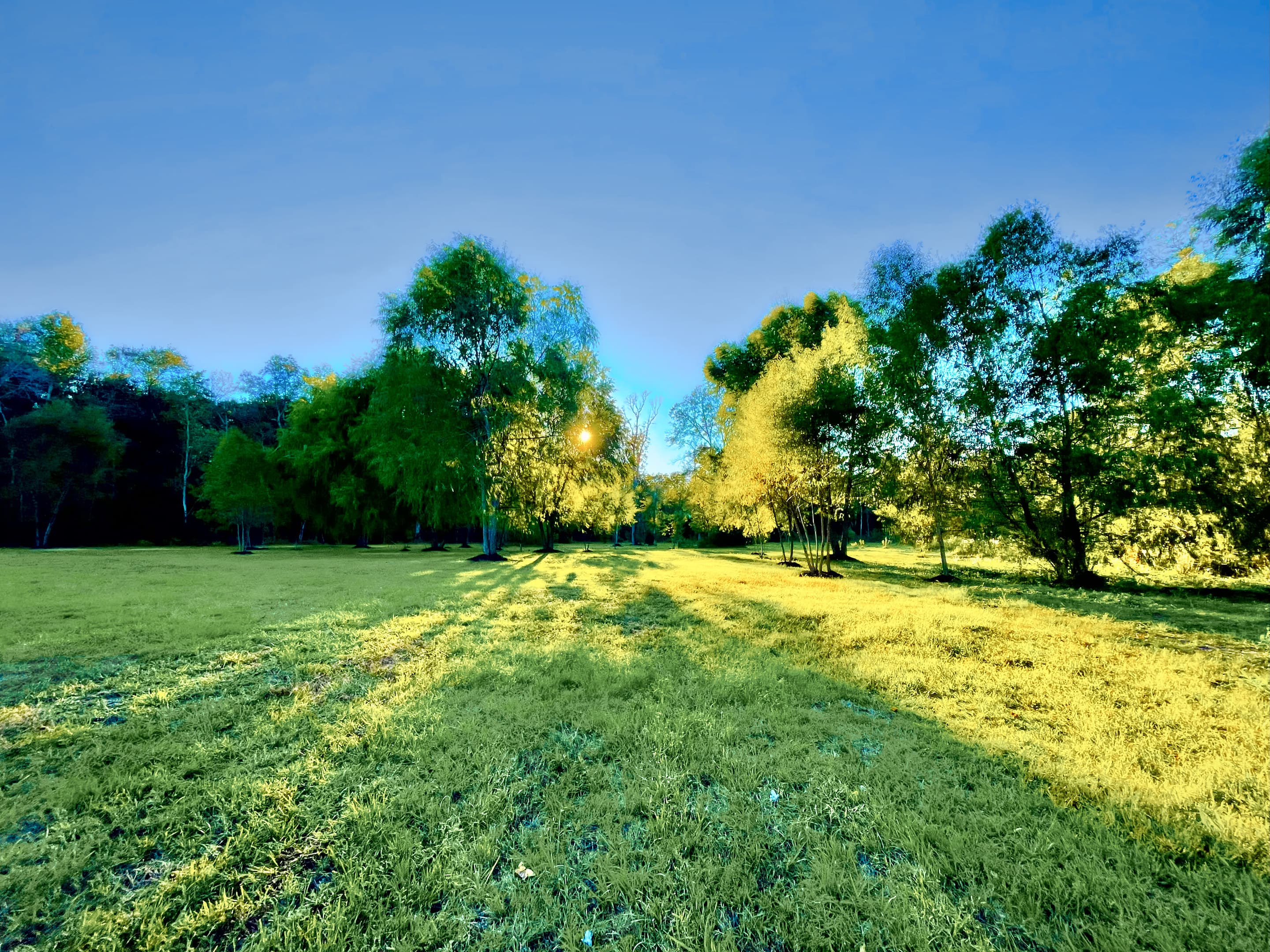 Golden-hour light and long shadows across the open meadow, ringed by mature trees