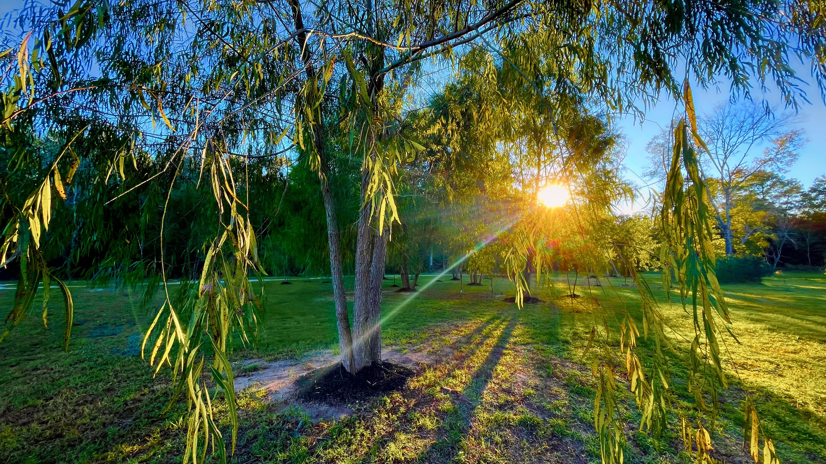 Late sun breaking through the branches of a young willow on the estate lawn