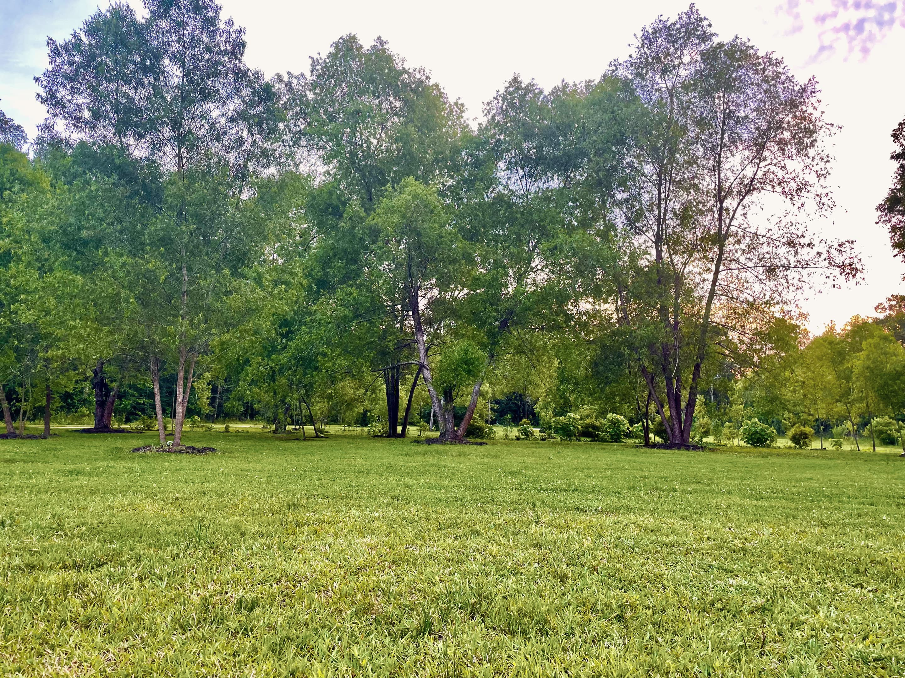 Mature trees at the edge of the backyard woodland on a summer evening