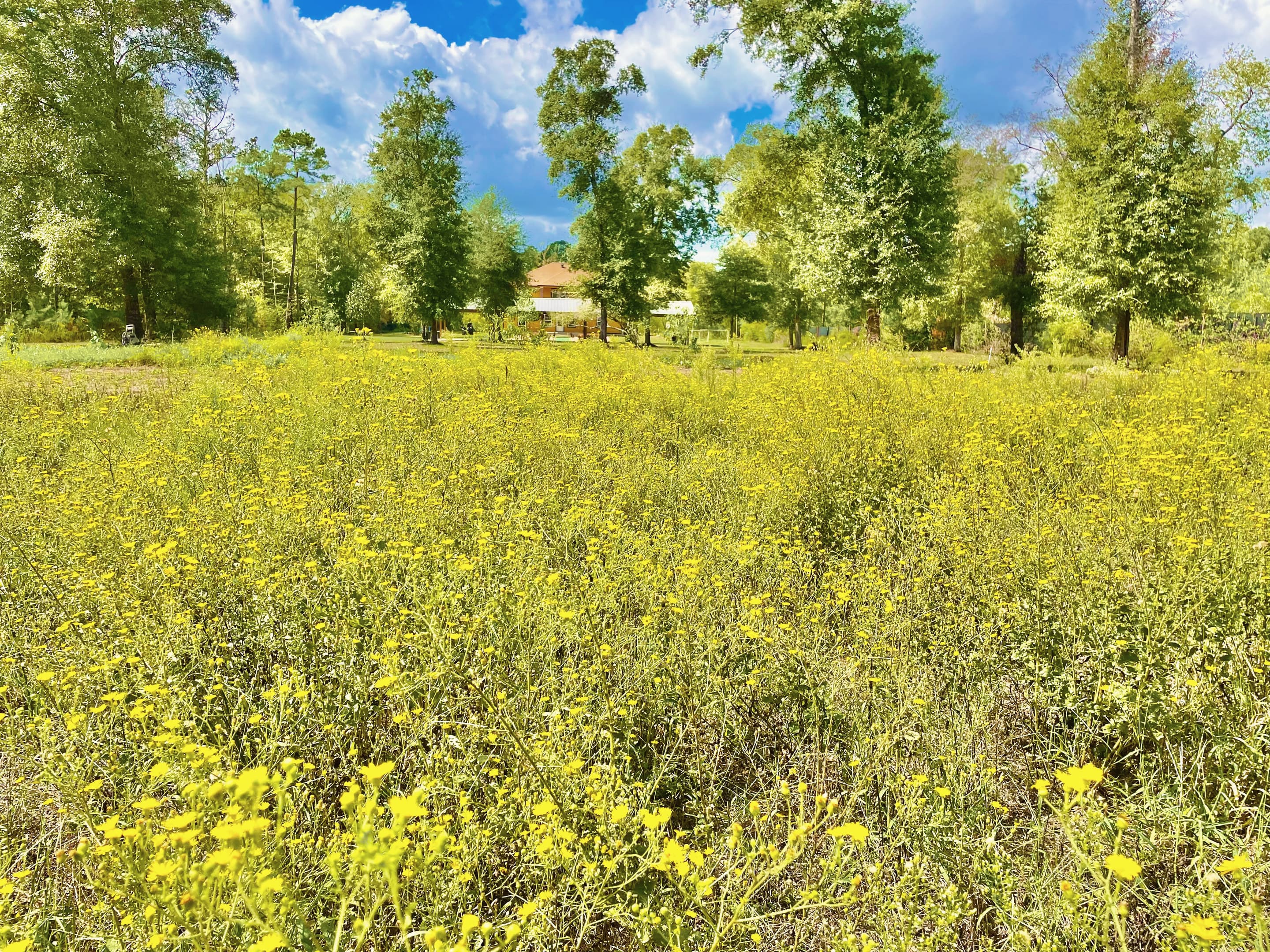Yellow wildflowers filling the meadow at the edge of the woodland
