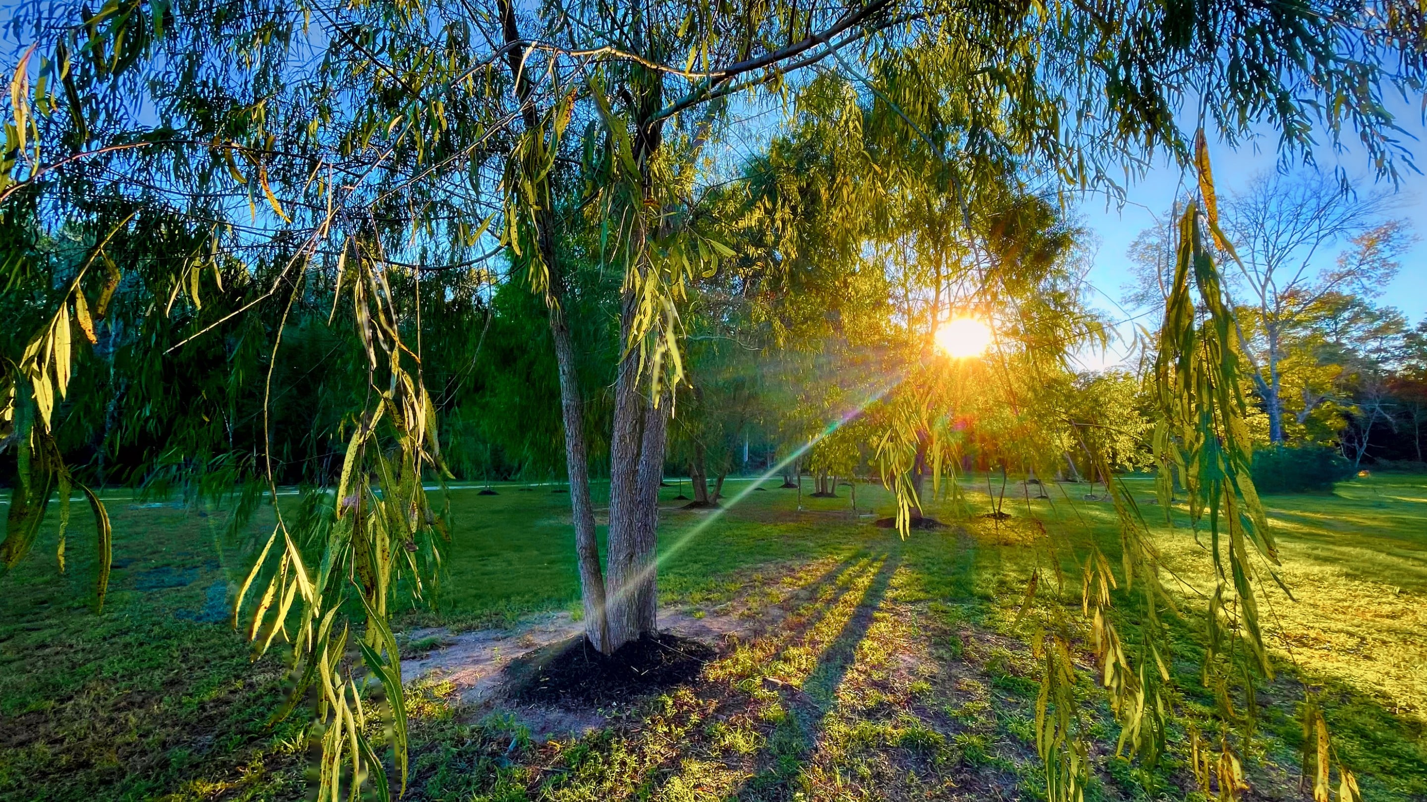 Late sun breaking through the branches of a young willow on the estate lawn